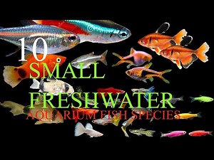 Top 10 Smallest Freshwater Aquarium Fish Species On Earth