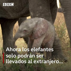 21K views · 1.3K reactions | Una victoria para los elefantes. | BBC News Mundo | Facebook
