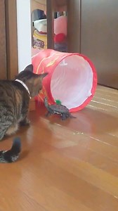 161K views · 2.7K reactions | 【Sergeant Turtle who wants to walk on two legs】 | Yfyio | Facebook