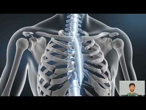 Body Direction and Orientation