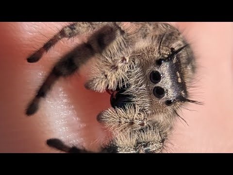 A dying canopy jumping spider