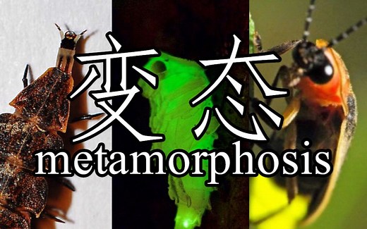 昆虫与分类学：变态发育的秘密Metamorphosis