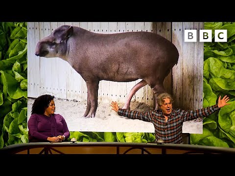 Why is the size of a tapir’s 🍆 so inconvenient? | QI