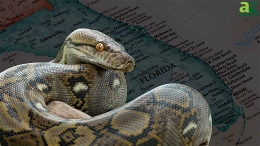 The Dangerous Animals Invading Florida