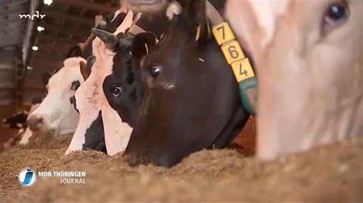 52K views · 290 reactions | Glückliche Kühe = Teure Produkte?  Wenn Landwirte auf Tierwohl achten, muss das nicht zu höheren Kosten führen. Auf einem Hof in der Rhön lässt sich das gut beobachten. Den Tieren geht es gut, sie geben mehr Milch und brauchen seltener einen Tierarzt. | MDR Thüringen | Facebook