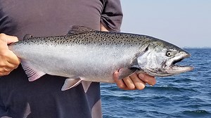 Fall is a great time to catch salmon in Lake Sakakawea. Learn more in this week's NDO Webcast. | North Dakota Game and Fish Department