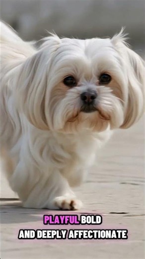 🐶 Meet the Maltese — one of the most ancient and elegant lap dogs in history!