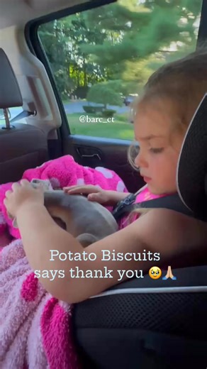 The most wholesome content on the internet today 🥹 BARC’s Potato Biscuits, the puppy with the eye injury on his way to foster with his new bestie! The cutest little girl 🎀 with the cutest little puppy. . . Happy Friday, friends! • Thank you so much to everyone who contributed towards Potato Biscuits’ vet care ❤️🙏🏼 he’s does not require emergency surgery, he’s on medication and therapeutic intervention until his next vet appointment. Stay turned. —>Spot-On K9 Training #fblifestyle #kidfriendl