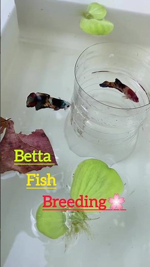 Betta fish Breeding DIY setup.steps for breeding betta fish.😍🤗😇🌸