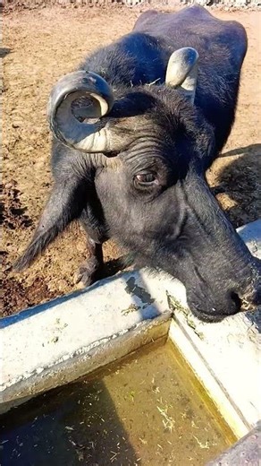 buffalo farming, buffalo talaab, buffalo cartoon, bhains wala cartoon,#cows #animals #