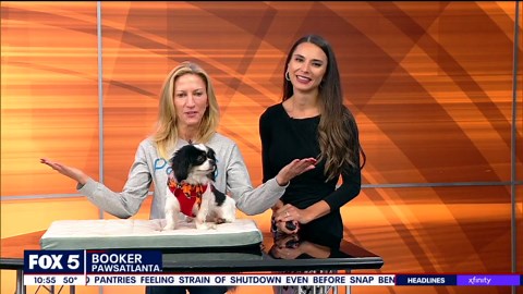 Pet of the day with Paws Atlanta