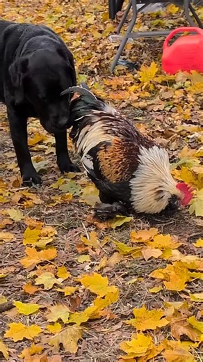 2.7K views · 62 reactions | Just two friends snuffling around @ozzy_theenglishlab . Wish we could feature everybody!! Use #talesofalab on all of your pictures and videos for a chance to be featured on @talesofalab and @talesofalabpuppy❤️❤️  direct messages or private accounts #blacklab #dogreel | talesofalab | Facebook