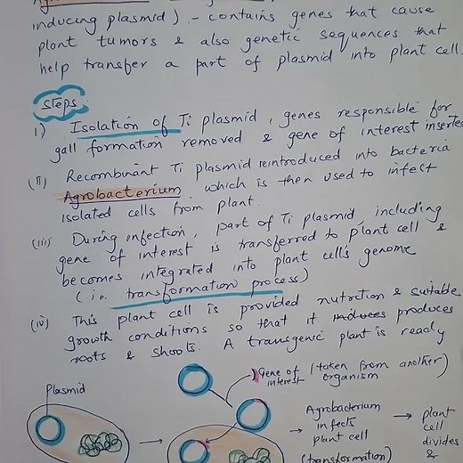 Create transgenic plants with Agrobacterium tumefaciens #biotechnology