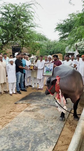 55K views · 1.5K reactions | Super Duper Murrah Champion  #champion #murrah #buffalo #viralreels #dairyfarming #Milk #reels #viral #milking #dairyfarm | Sansaniwal Dairy Farm | Facebook