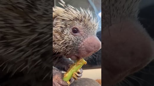 Porcupine rustles leaves creating ASMR-like sounds