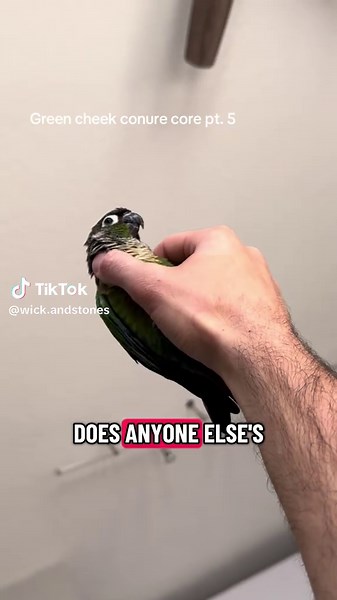 Understanding Green Cheek Conure Behavior: Clinginess and Biting