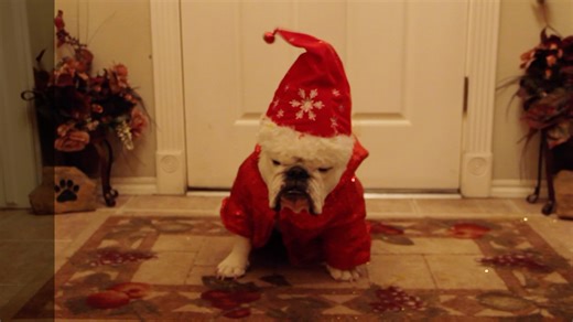 1.2K views · 88 reactions | Christmas just wouldn’t be Christmas without sharing the “Holly Jolly Mavis Pearl Christmas” video! So many of you ask me to post it every year… and here you go! Your Mavis laugh for the day! We all miss that sweet girl! Have a Holly Jolly Day!  | Mabel Joy | Facebook