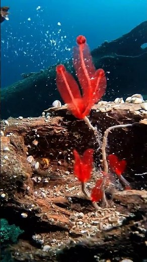How This Sunken Tree Trunk Became an Oasis at 2,900 Meters Deep