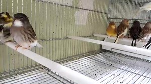 1.2K views · 26 reactions | NOW AVAILABLE Gloster Canary كناري...