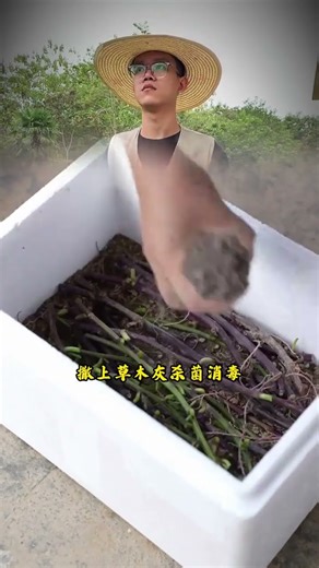 Sweet potato overwintering tutorial#Plant#Rural areas