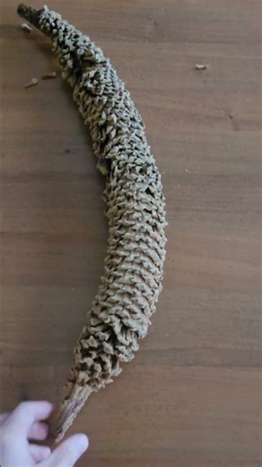 Male Ccon of a Sago Palm (Cycas revoluta)