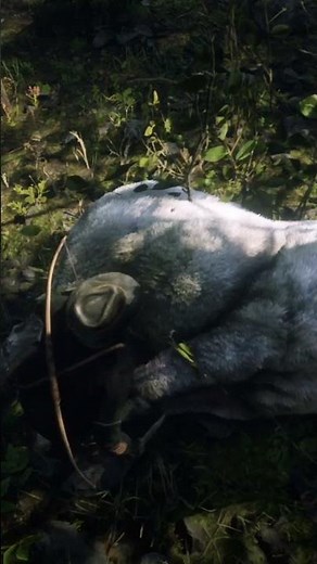 How To Hunt a Legendary Moose in RDR2 | John Marston | #rdr2 #rockstargames #hunting #gaming #ps5