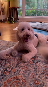 692K views · 10K reactions | This is post wheelchair time. His back leg movements are definitely more extreme. I hope his doctors can help me figure out how to calm them. He wants to play like he used to! | The Tucker Farm | Facebook