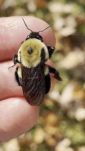 Are you startled to see someone holding this bumble bee? Bumble bees are not aggressive unless they feel threatened or their hive is disturbed. Only the queen and the female workers can sting; the male drones do not. Video Credit: James Starns | Mississippi Museum of Natural Science