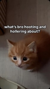 what is bro yapping about | Soft Cat Memes