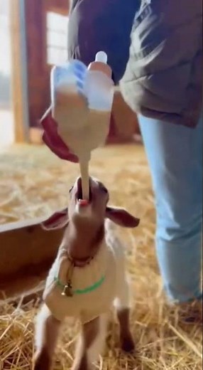 Funny Baby Goats Crying for Milk | Cute Farm Animals