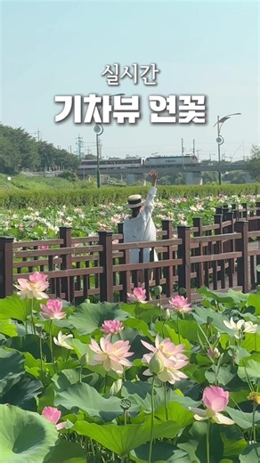 조천 연꽃공원과 기차 여행의 멋진 조화