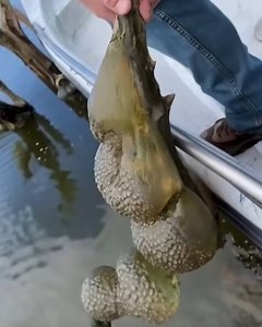 😲He pulled this ‘alien egg pod’ from the lake... now officials have issued a warning What IS this?! Check first comment He pulled this ‘alien egg pod’ from the lake... now officials have issued a warning What IS this?! Check⬇️ | Easy Make Everything