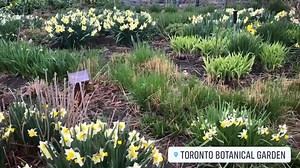 3.3K views · 81 reactions | Take a virtual stroll through our gardens this weekend. See what’s in bloom. | Toronto Botanical Garden | Facebook