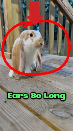The Rabbit With 20-Inch Ears 🐇