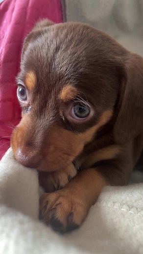 Adorable Dachshund Puppy Love Compilation