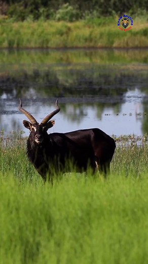 🦌✨ Nile Lechwe — the golden antelope of Africa’s flooded wilds! Built to run through water, leap across swamps, and glow like gold under the sun 🌊💛 This endangered beauty survives where most animals can’t… a true symbol of wild strength and elegance. #NileLechwe #RareWildlife #AnimalReels #ViralNature #wildlife #knowanytime | Know Anytime