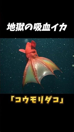 地獄の吸血イカ「コウモリダコ」