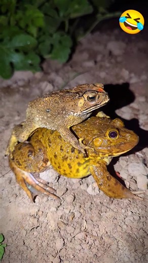 catch frogs funny flying 😂😂 (funny frog) #funny #frog #toad