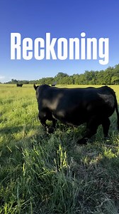 eckoning ASA #3553633 • 3/4 SIMMENTAL YARDLEY UTAH Y361 sire. W/C RELENTLESS MISS WERNING KP 8543U FBF1/SF IGNITION dam. RWA KRISHA ET CHAMPION HILL BLACKBIRD 8003 He’s flat out good cattle, I’ve seen them brand new and I’ve seen them all grown up, they are the right kind of cattle. He makes them good! Owned with. Berlowitz Cattle, Elmore Cattle Services, & Forgy Cattle Co | Griswold Cattle