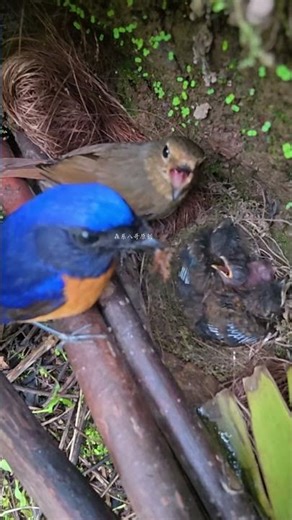 The cuckoo is probably ill—it has a hoarse voice and struggles to swallow food.估计杜鹃鸟是生病了，声音嘶哑，很难吞咽食物
