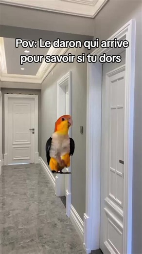 #Meme #MemeCut #CapCut