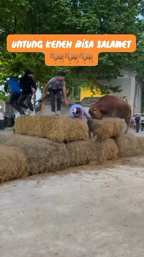 2M views · 6.5K reactions | sapi ngamok !!!! #sapi #sapingamuk #tatapantajam #fyp #viral #nyonyong | Tatapan Tajam | Facebook