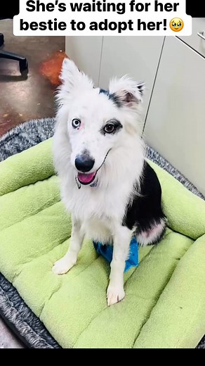 She just wants to be friends! 2yr old Border Collie/Aussie mix spayed female. Good with other dogs. Waiting for a home! #adoptdontshop #rescuedismyfavoritebreed | Humane Pet Services LLC