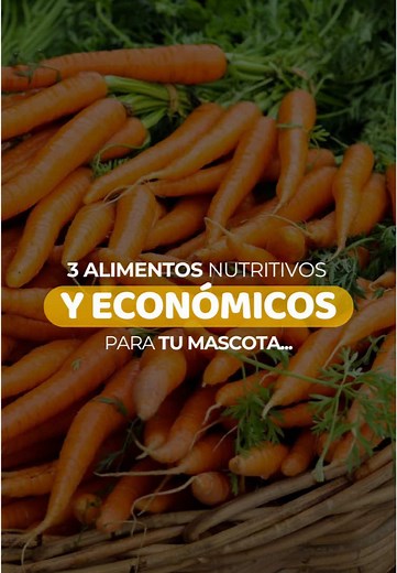 3 Alimentos Naturales para Tu Mascota