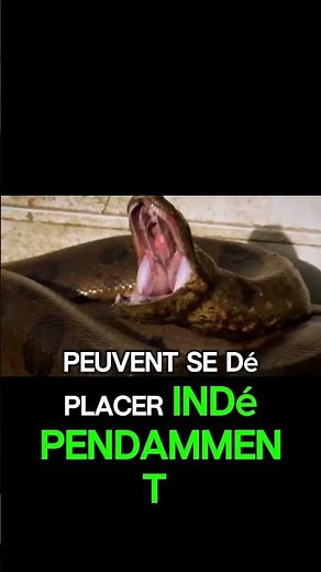 Voyez comment l’anaconda avale des proies gigantesques grâce à sa mâchoire flexible !