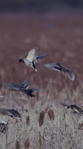 Ducks Unlimited on Instagram: "What a view! 🎥: @edwall81 #ducksunlimited #waterfowl #conservation #outdoors #ducks #du"