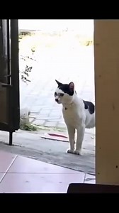 28K views · 282 reactions | There's always something weird about these German Cats | Meme Machine | Facebook