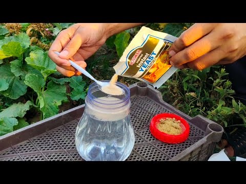 Yeast Fertilizers The Game Changers For Your Garden || 5 Yeast Fertilizers || Organic Fertilizers