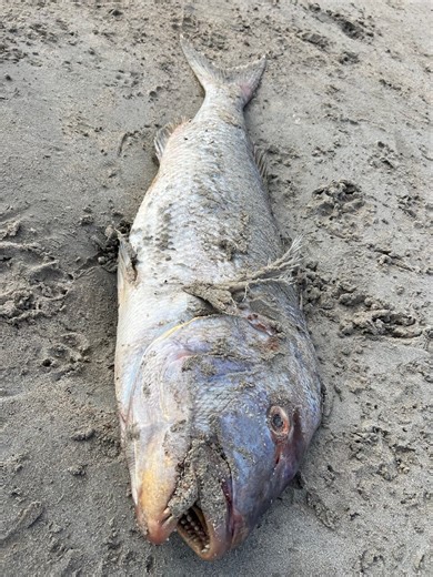 No respite for SA's algae bloom - Fishing World Australia