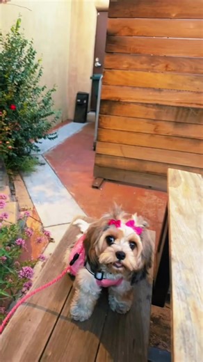 Puppies 🫶🏼 #cavapoo | Cavapoo Puppies